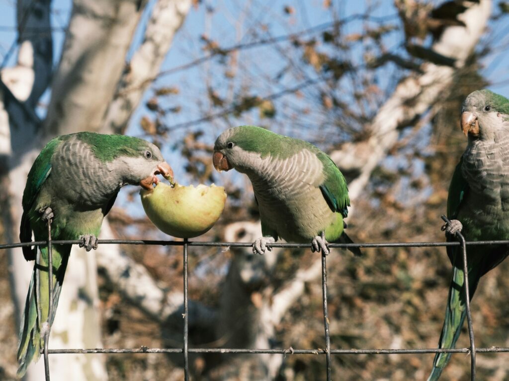 A Parent's Guide to Choosing the Best Birds for Kids