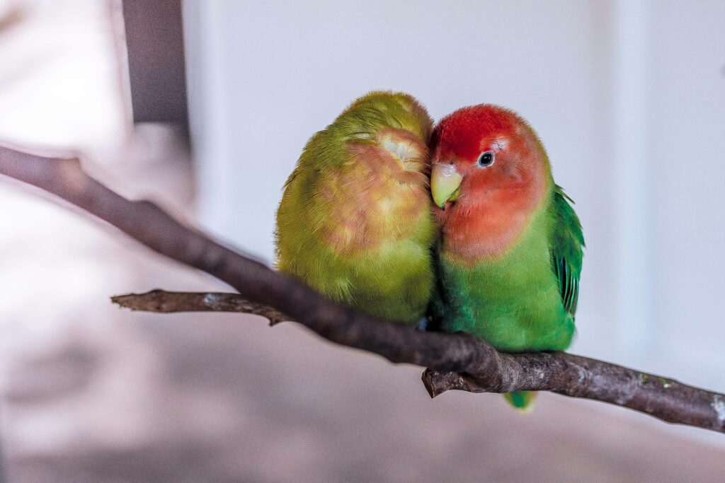 A Parent's Guide to Choosing the Best Birds for Kids