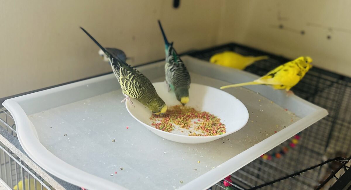 8 Reasons Pellets Are Better Than Seeds for Your Pet Birds