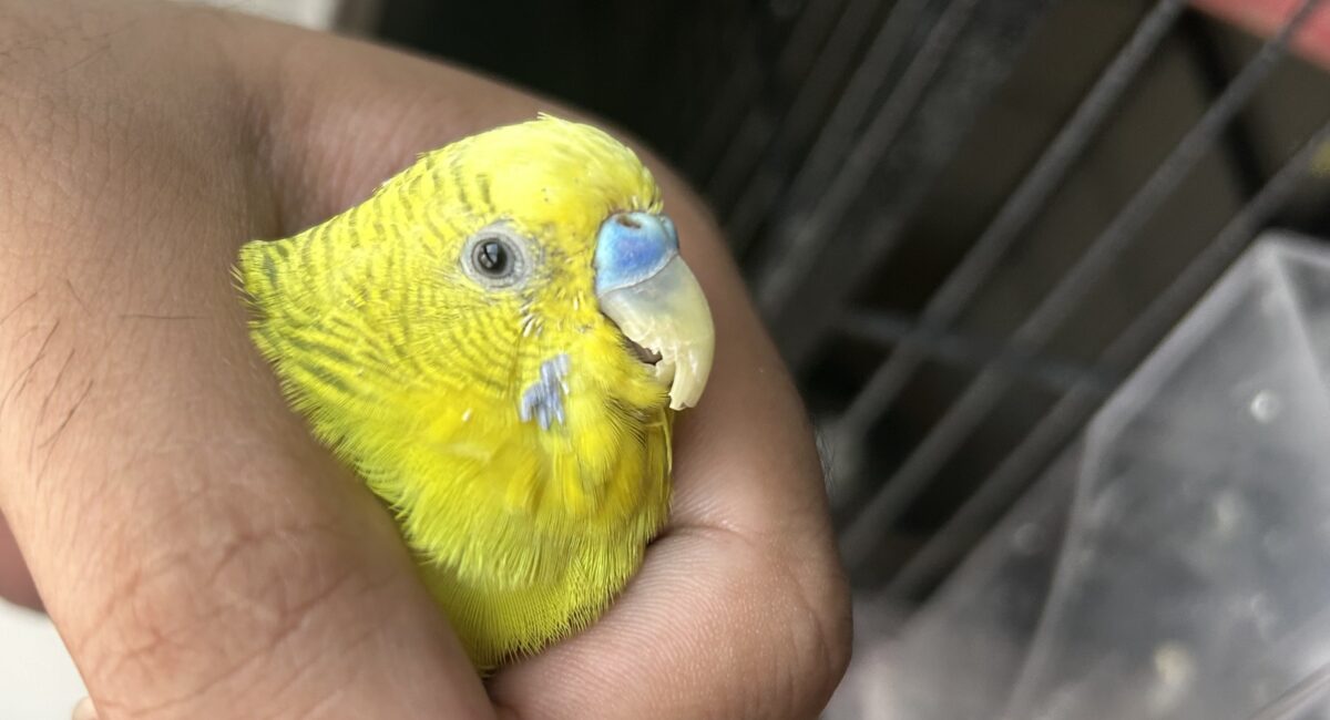 How To Maintain A Healthy And Trimmed Beak For Your Bird