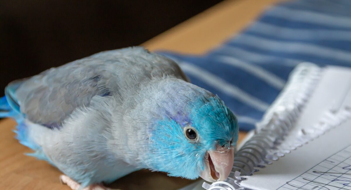 Peaceful And Calm Parrot Breeds That Will Surprise You