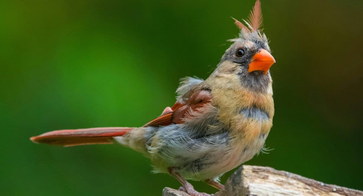 Everything About Bird Molting and 5 Expert Care Tips