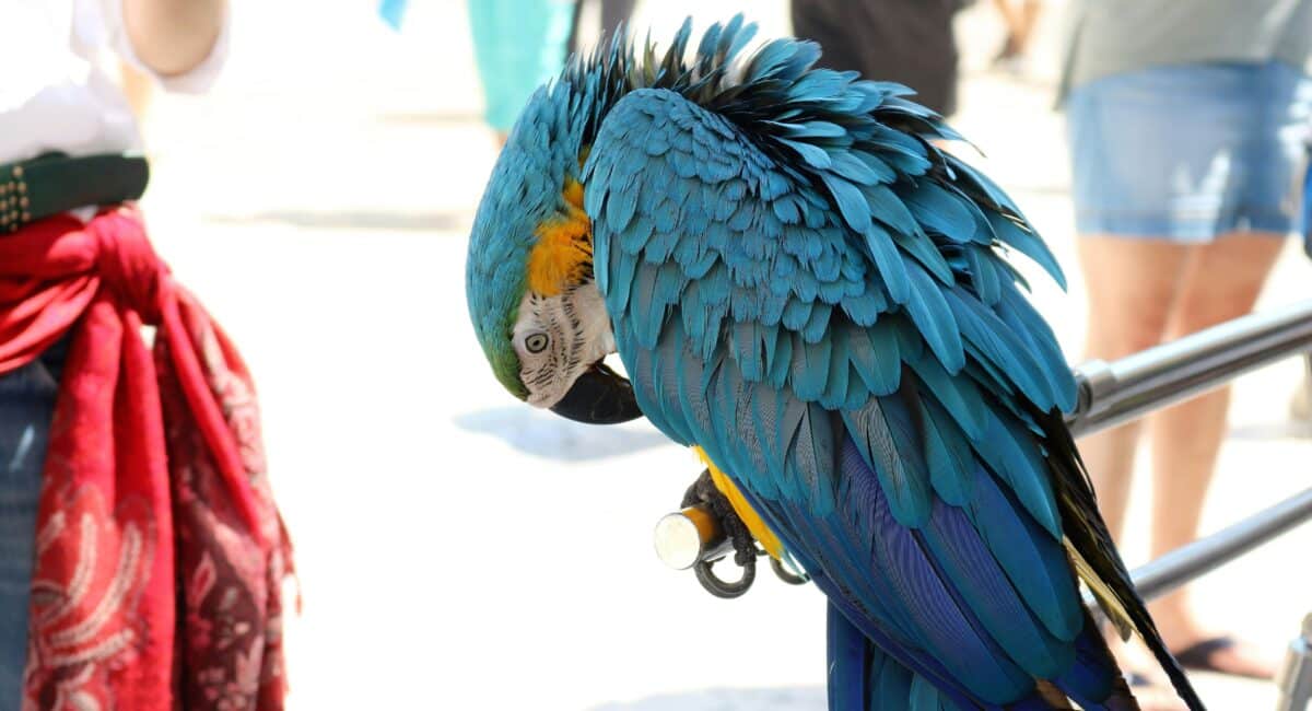 How to Prepare Your Bird for Their First Travel Adventure