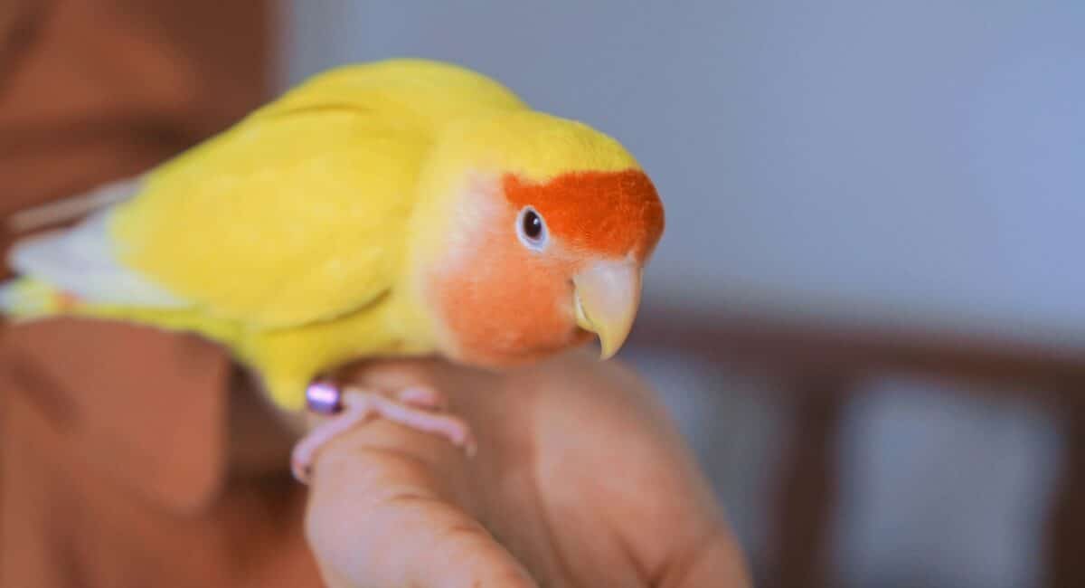 How to Tell if Your Bird Recognizes You