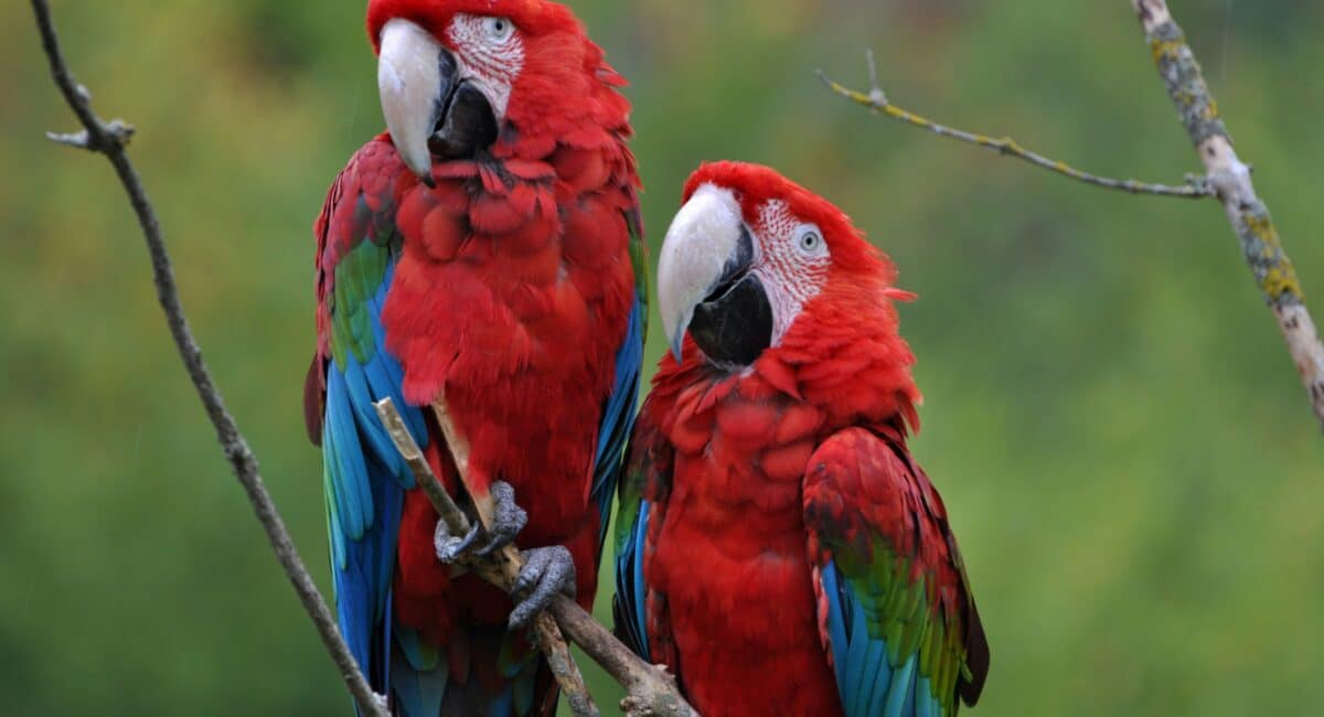 10 Most Popular Pet Parrots and Their Unique Traits