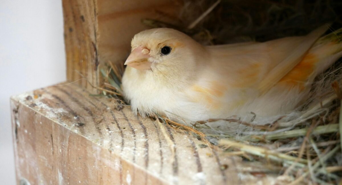 What You Need to Know about Breeding Canaries