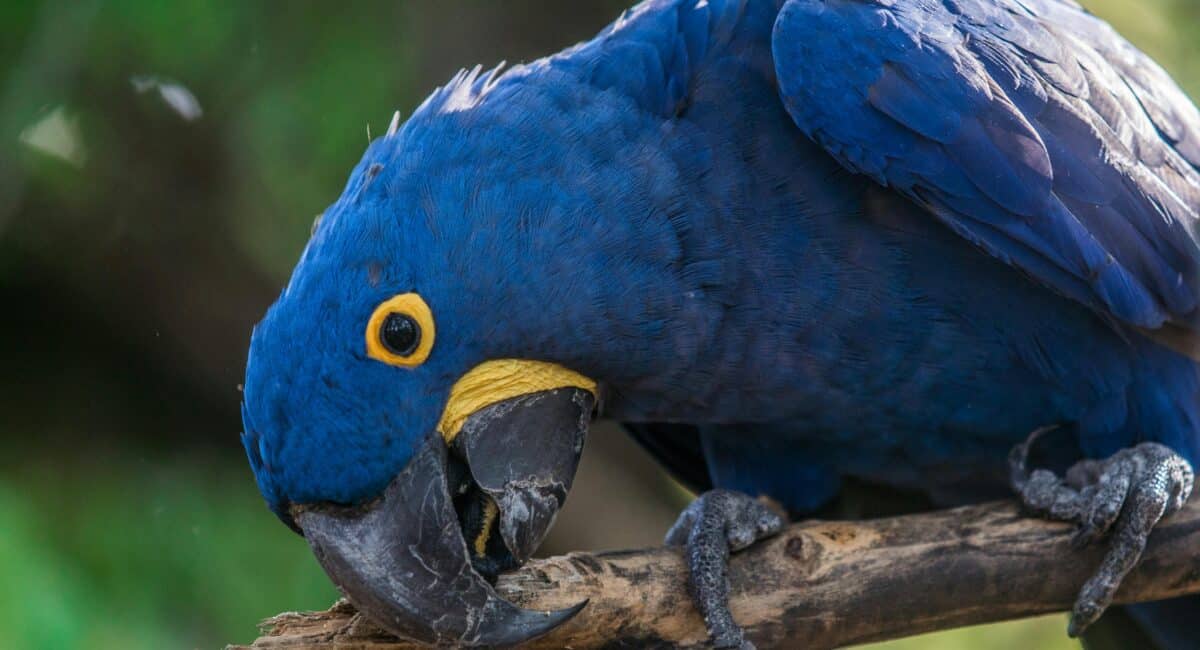 10 Most Rarest Pet Birds in The World
