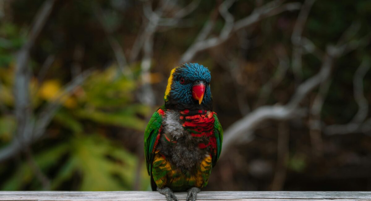 Why Birds Pluck Their Feathers and How to Help