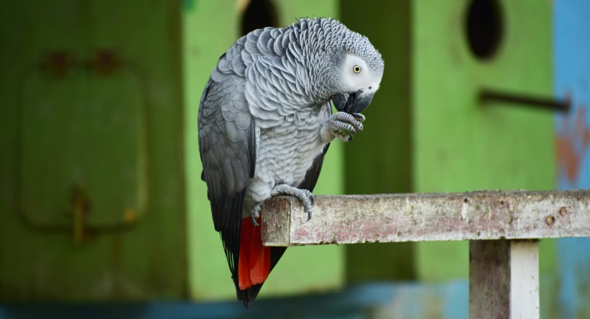 All You Need to Know About The African Grey Parrot