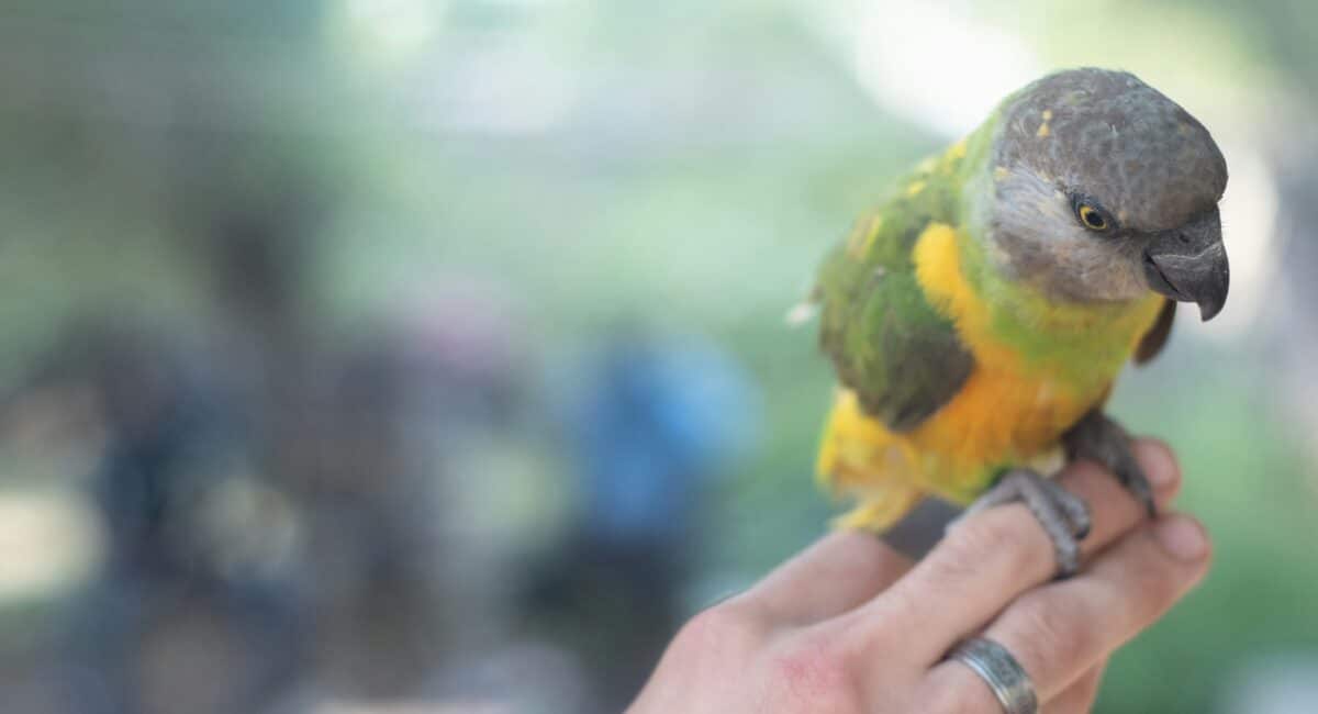 How Much Daily Attention Makes Your Pet Birds Happy