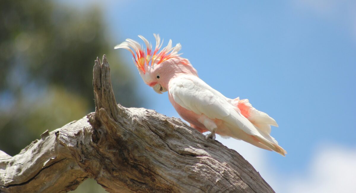 8 Most Popular and Beautiful Cockatoo Species in The World