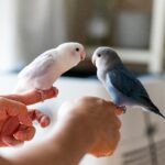 The Best Ways to Encourage Your Parrots to Talk