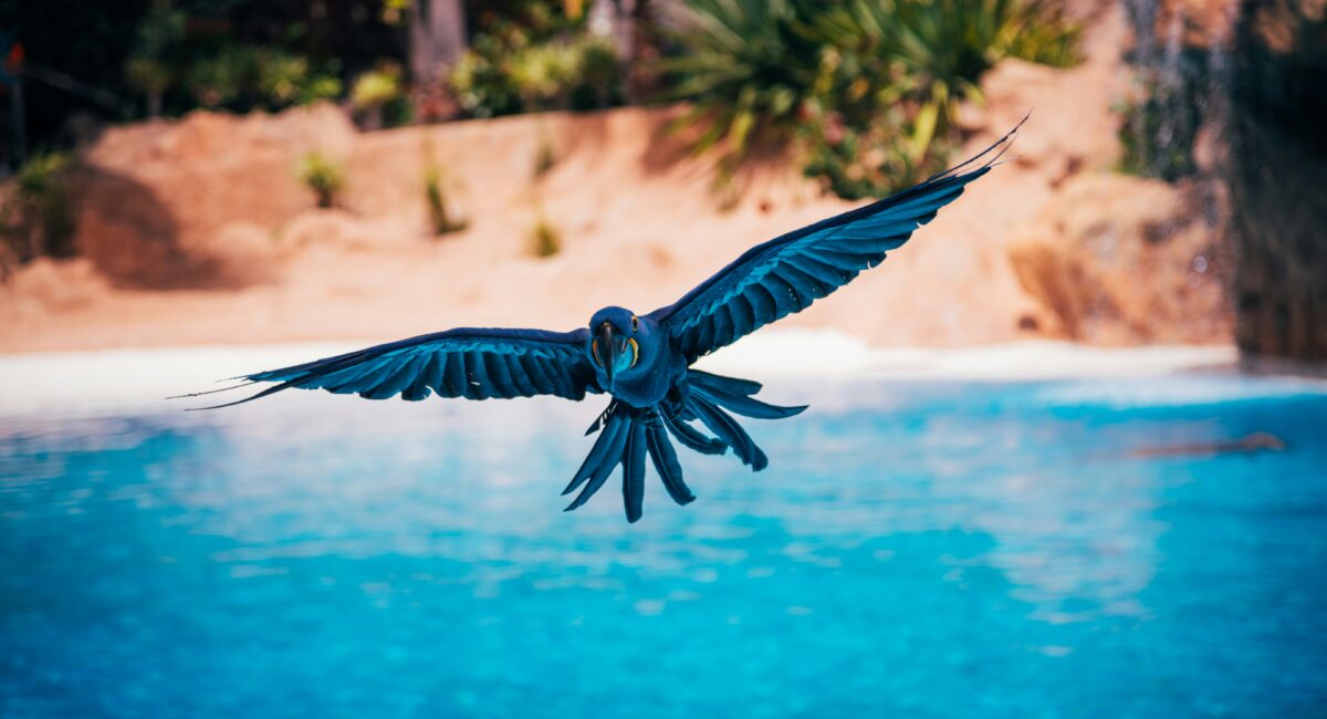 A Complete Profile of the Rare Blue Spix's Macaw