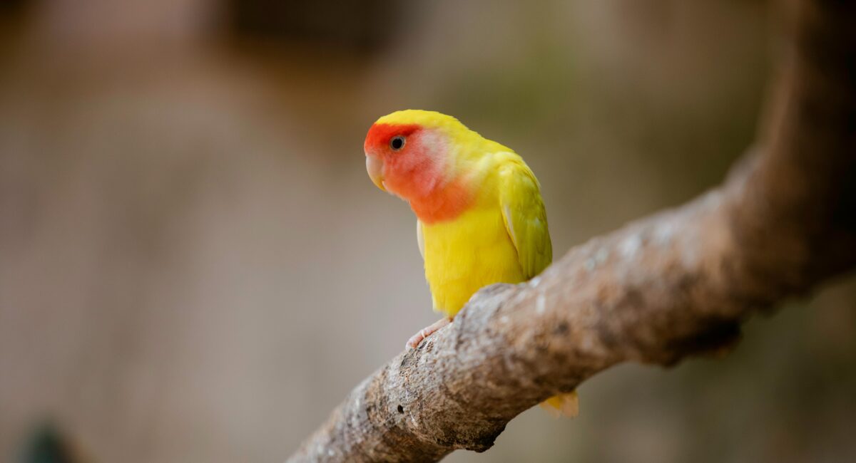 Lovebird Profiles and the Secret Behind Their Popularity