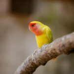 Lovebird Profiles and the Secret Behind Their Popularity