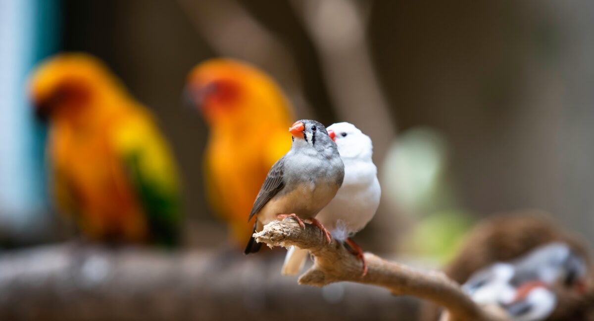 How to Tell if Your Bird is Happy and Content