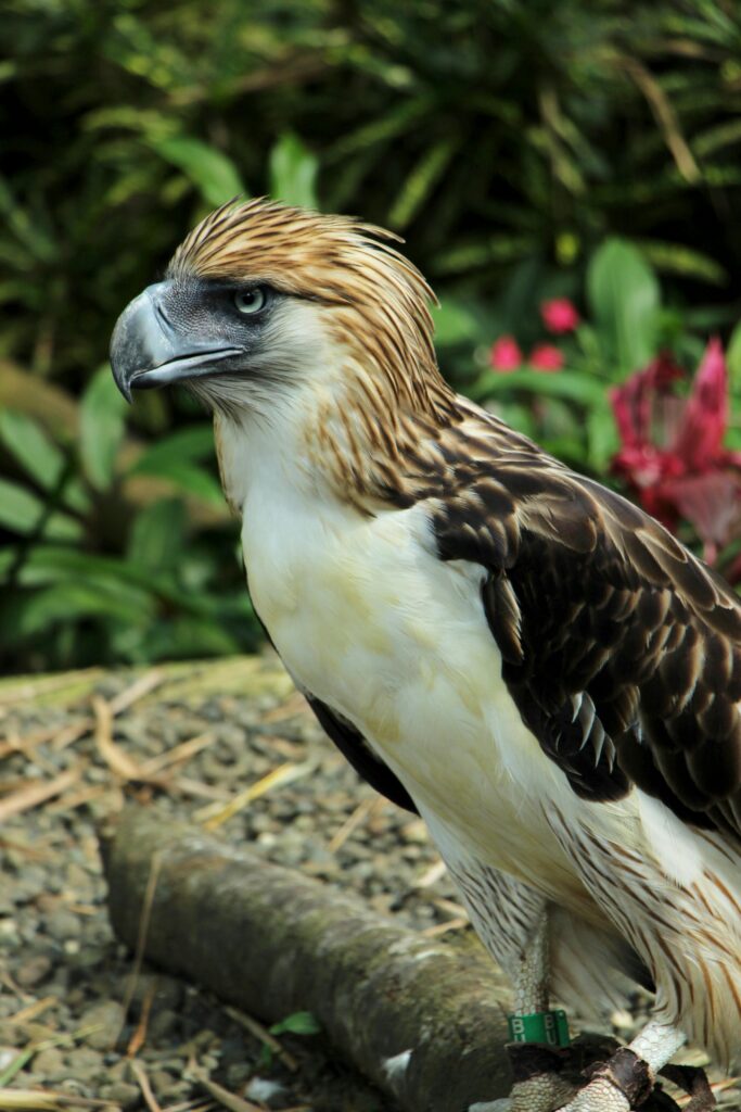 10 Most Rarest Pet Birds in The World