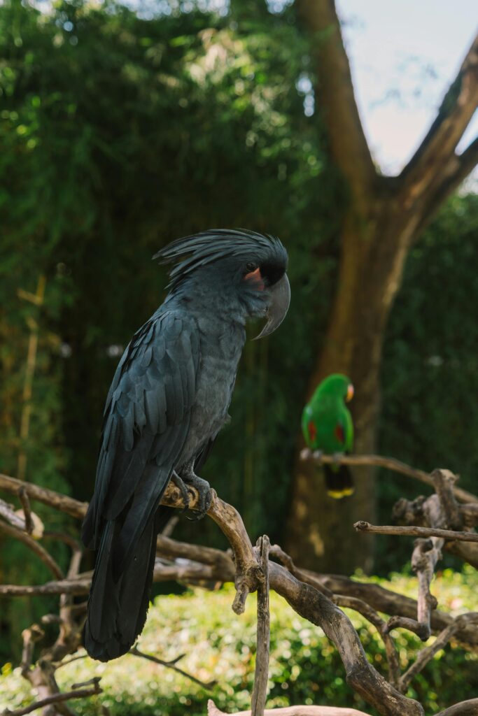 10 Most Rarest Pet Birds in The World