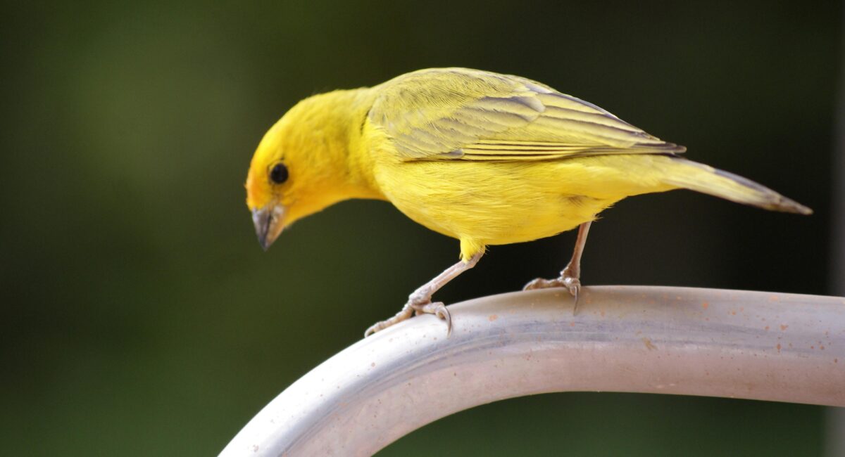 A Complete Profile Of Charming Canary With Vibrant Plumage