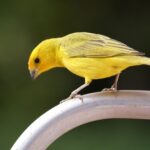 A Complete Profile Of Charming Canary With Vibrant Plumage