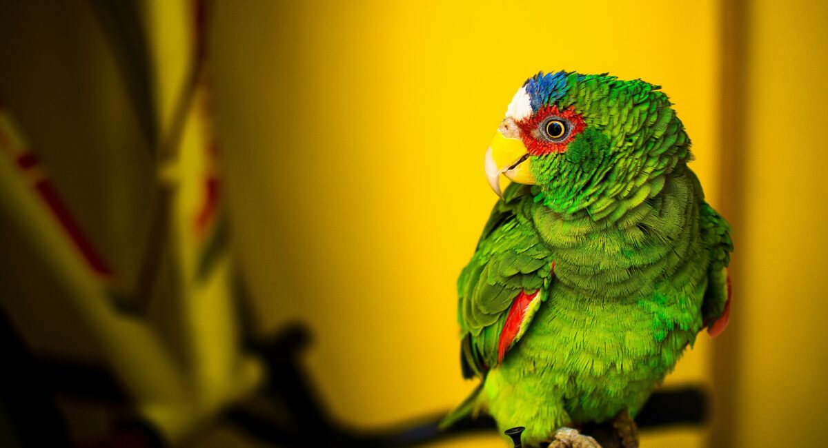 10 Fascinating Parrot Behaviors and How to Observe Them