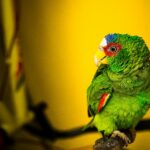 10 Fascinating Parrot Behaviors and How to Observe Them