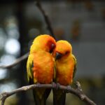 All You Need to Know about Successful Conure Breeding